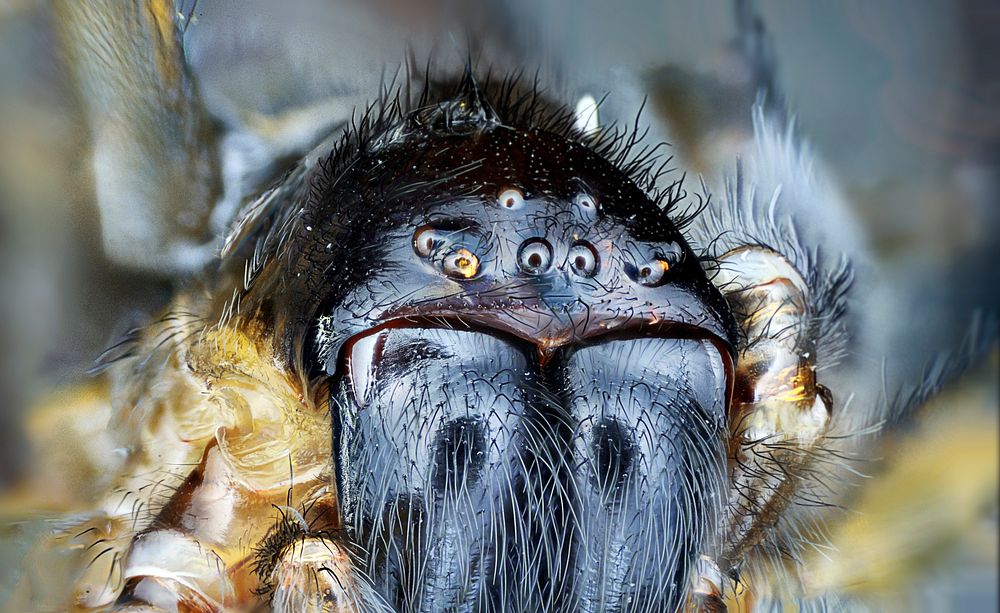 Macro view of the eyes and face of a spider in manchester. Original public domain image from Wikimedia Commons