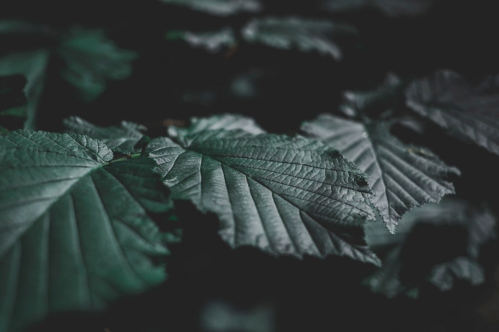 Dark leaf background, nature. Original public domain image from Wikimedia Commons