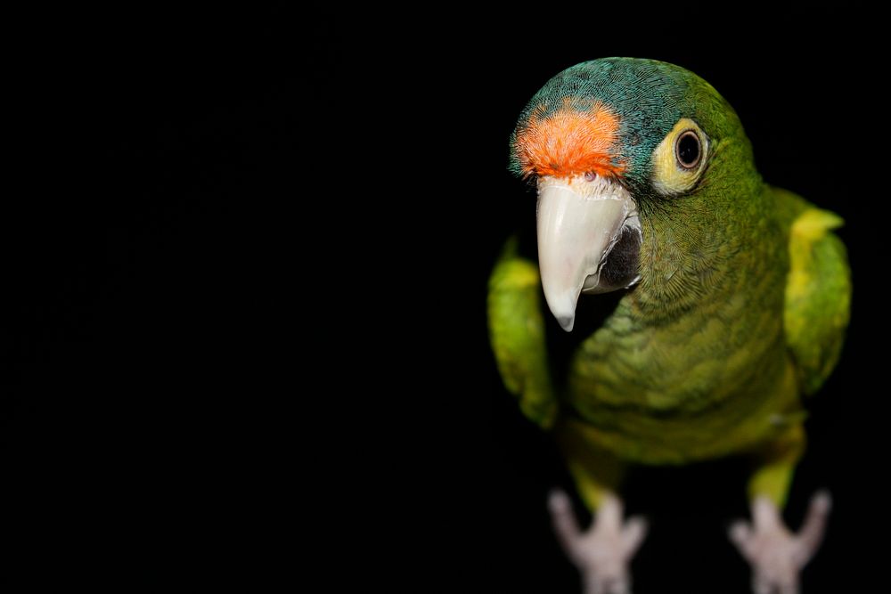 Green parrot with an orange forehead against black background. Original public domain image from Wikimedia Commons