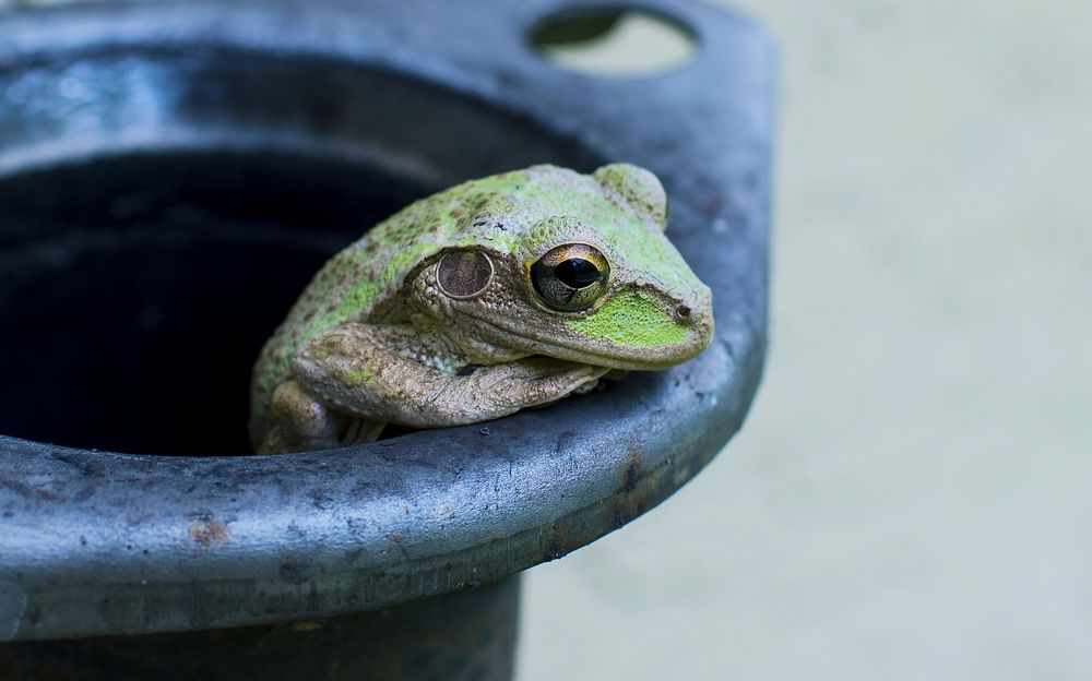 Tree frog in the black pot. Original public domain image from Wikimedia Commons