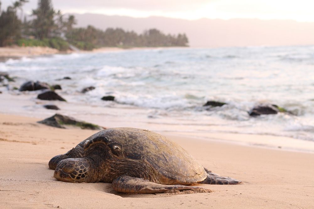 Big turtle on sand beach by ocean. Original public domain image from Wikimedia Commons