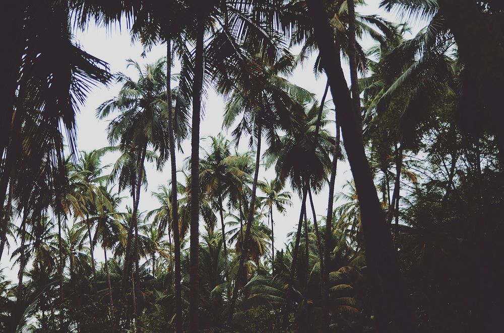 Dark palm tree, tropical background. Original public domain image from Wikimedia Commons