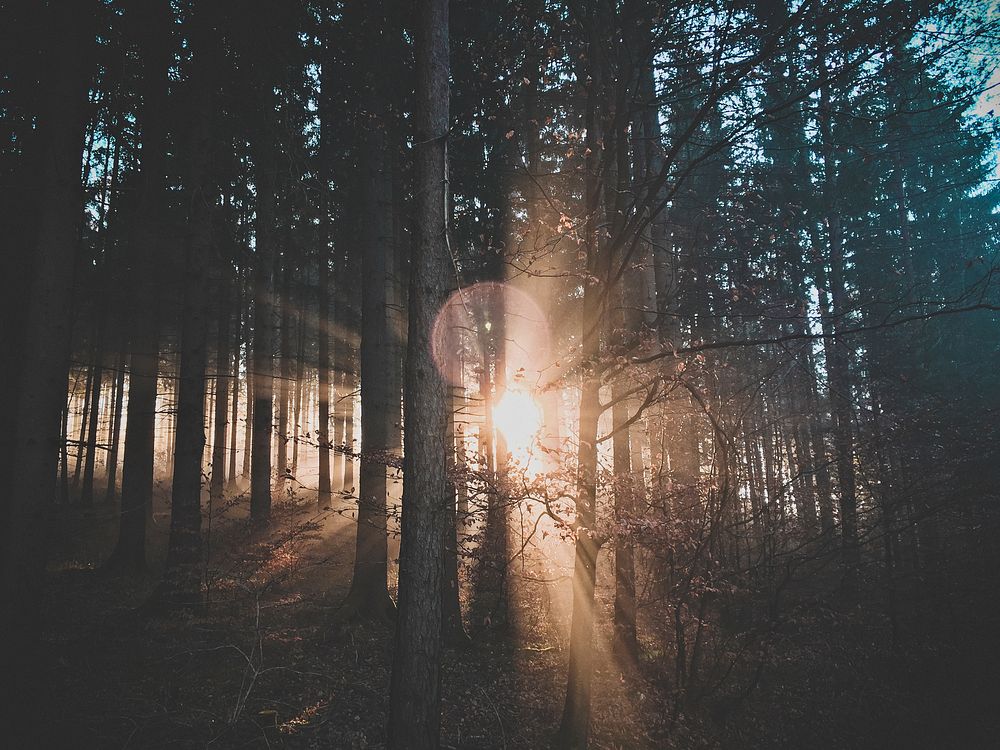 Sunlight through the forest. Original public domain image from Wikimedia Commons
