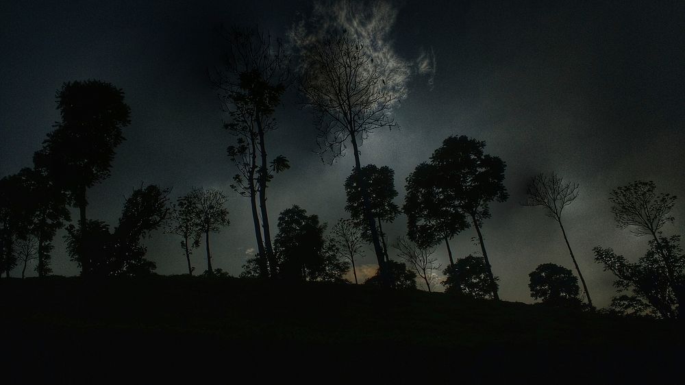 Dark forest under a cloudy night sky.Original public domain image from Wikimedia Commons