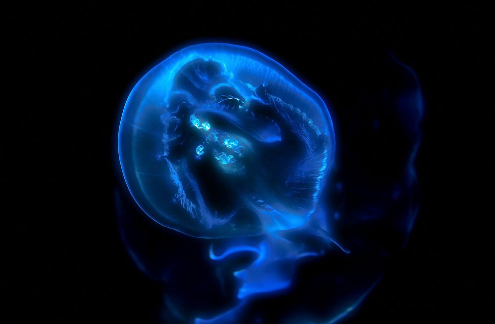 A jellyfish that's glowing blue at the National Aquarium. Original public domain image from Wikimedia Commons