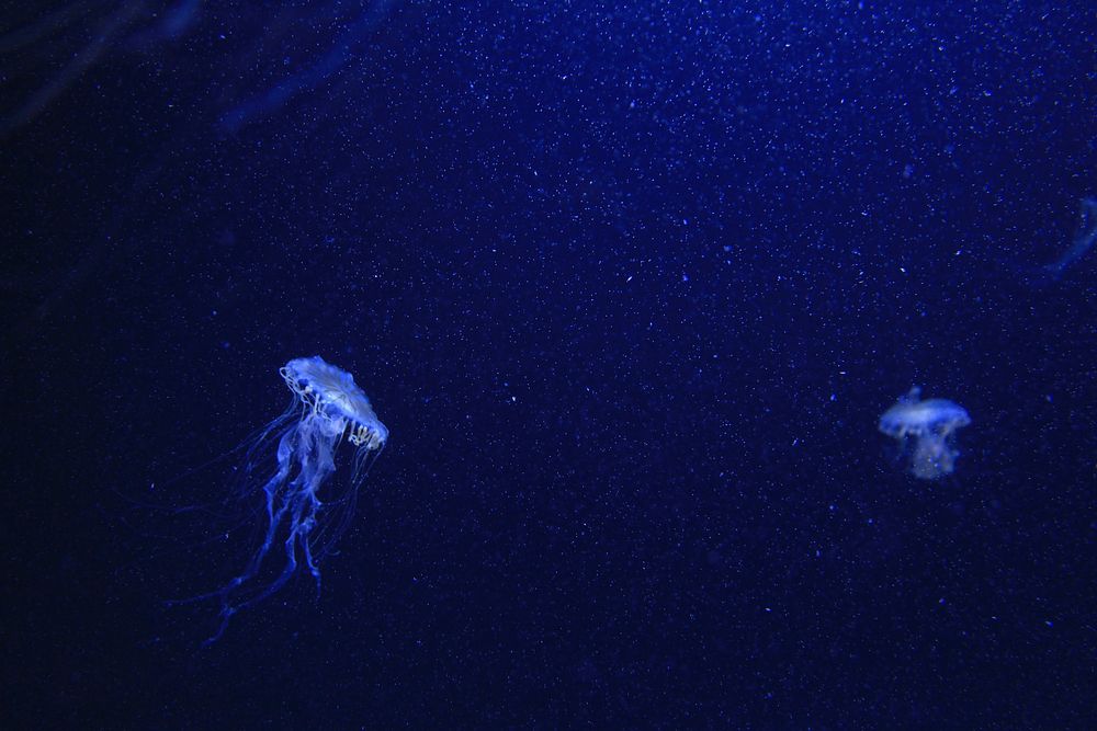 jellyfish. Original public domain image from Wikimedia Commons