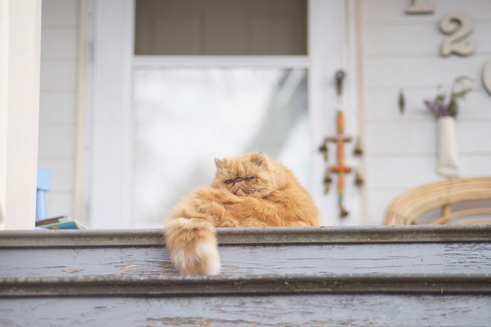 A fluffy ginger cat curled up near a porch. Original public domain image from Wikimedia Commons