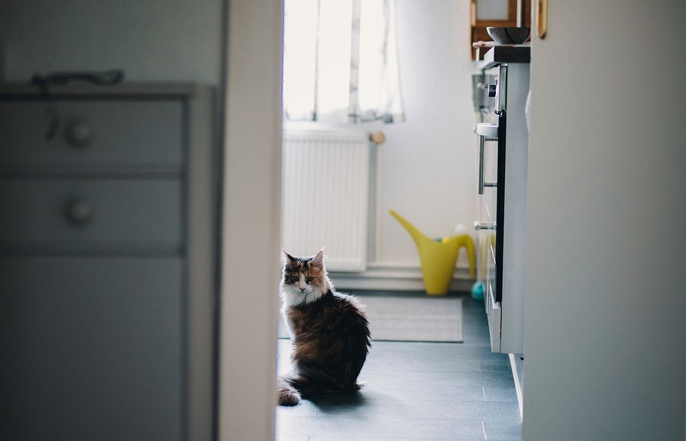 Cat through doorway in Berlin home kitchen with yellow watering can in background. Original public domain image from…