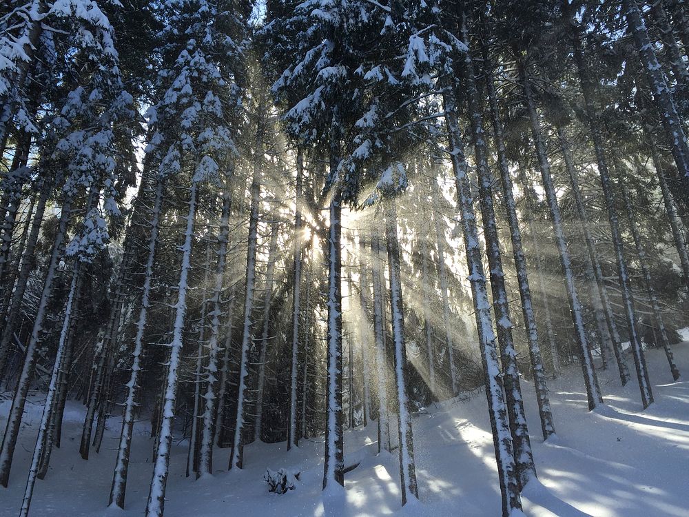 Sun coming through snow capped trees and a snow covered ground. Original public domain image from Wikimedia Commons