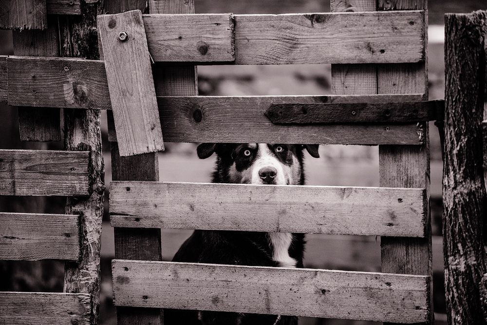 Black and white sheepdog sitting behind wooden fence. Original public domain image from Wikimedia Commons