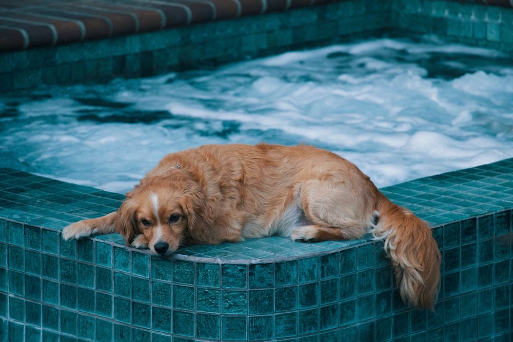 Brown fluffy dog lying on jacuzzi pool's edge. Original public domain image from Wikimedia Commons