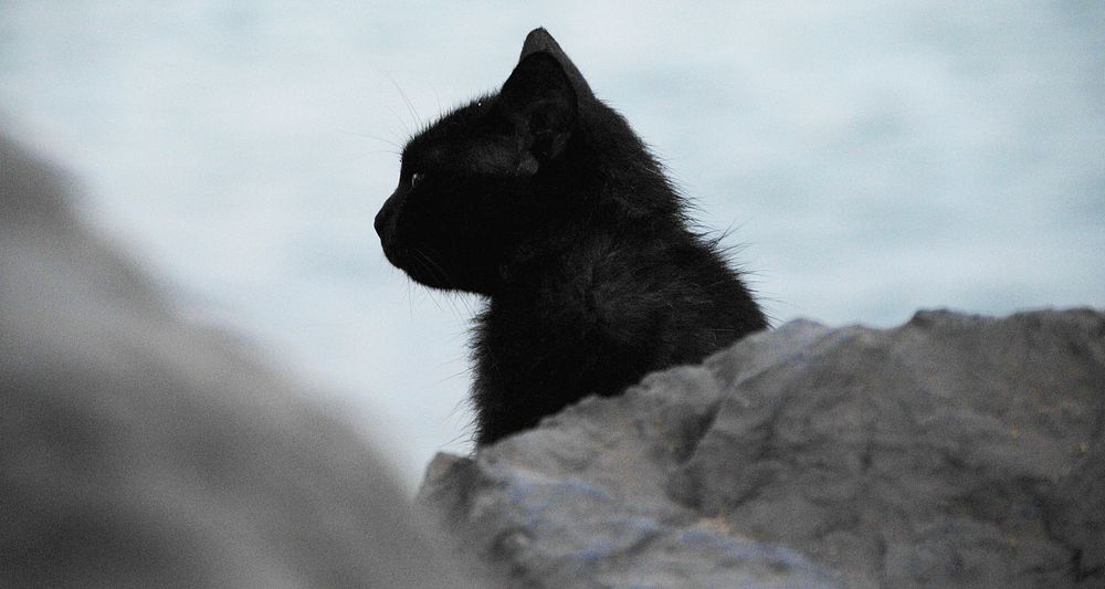 Black cat sitting on gray coastal rocks near sea. Original public domain image from Wikimedia Commons