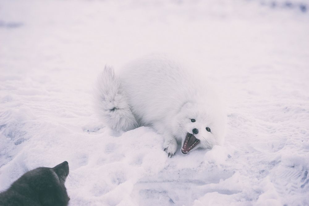 Artic fox with a warning sign. Original public domain image from Wikimedia Commons