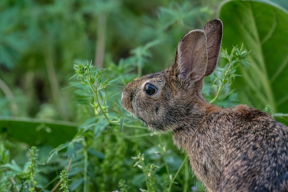 A profile of a brown rabbit with beady eyes against green foliage. Original public domain image from Wikimedia Commons