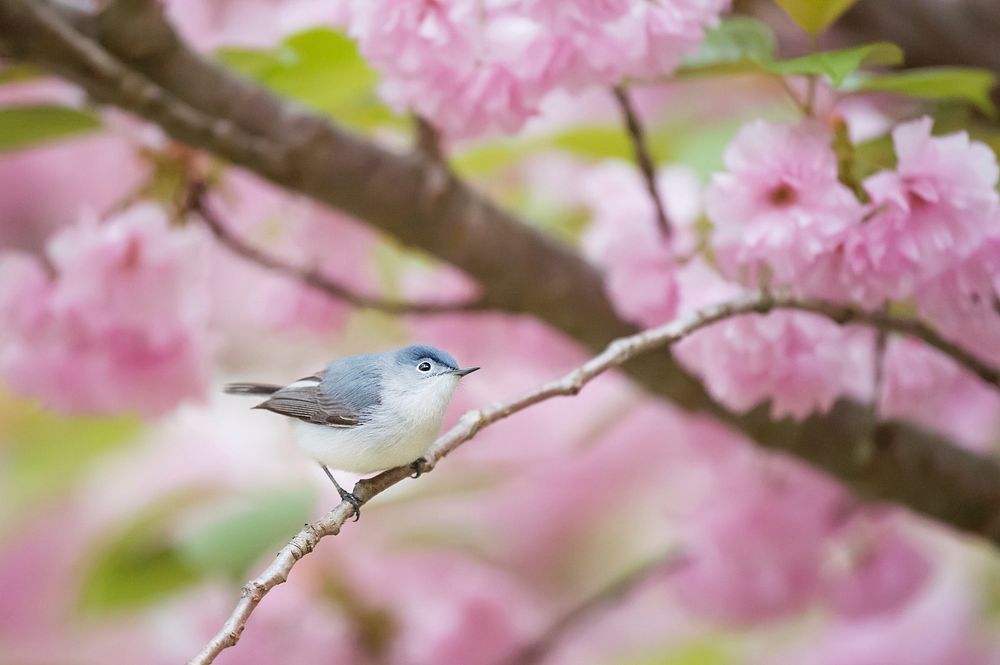 Spring gnatcatcher. Original public domain image from Wikimedia Commons