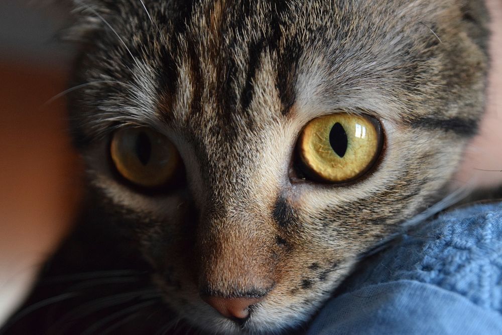 Close-up of a tabby cat's large green eyes. Original public domain image from Wikimedia Commons