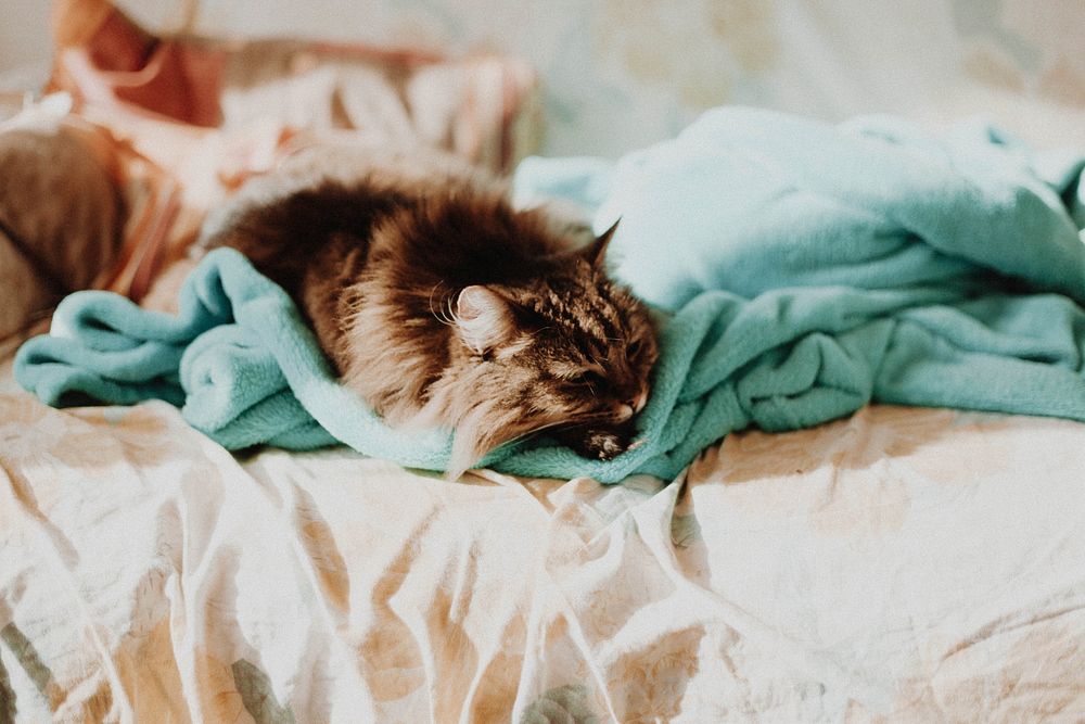 A furry Maine Coon cat dozing off in tousled sheets on a bed. Original public domain image from Wikimedia Commons