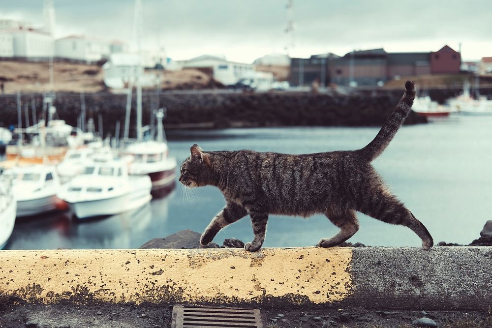 A tabby cat walking along a ledge over a harbor. Original public domain image from Wikimedia Commons