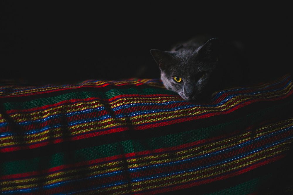 A blue Russian cat lying on a colorful blanket. Original public domain image from Wikimedia Commons