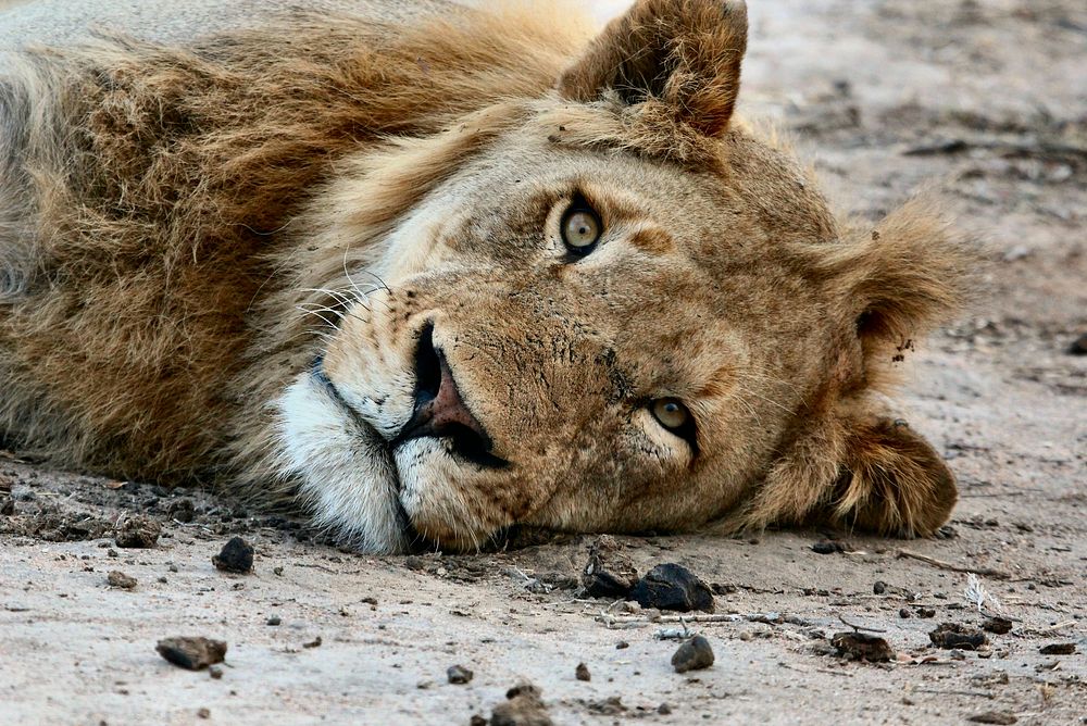 A lion lying and looking at camera. Original public domain image from Wikimedia Commons