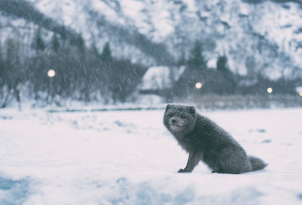 Happy arctic fox smiles in the snow. Original public domain image from Wikimedia Commons