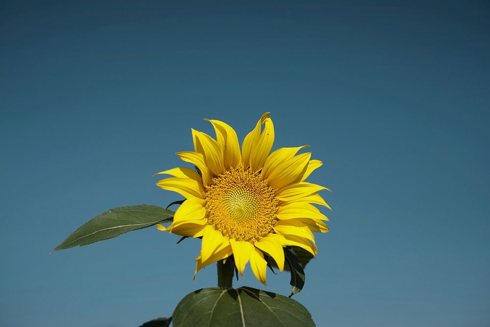Sunflower background. Original public domain image from Wikimedia Commons