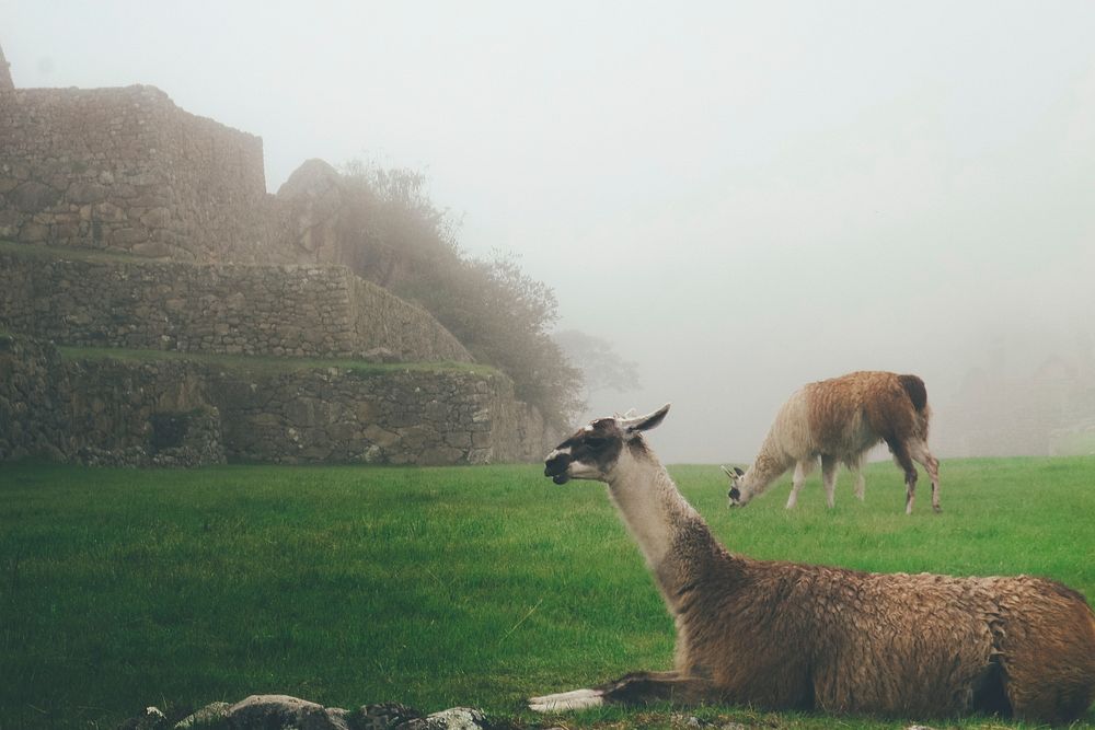 Llamas graze in a grassy field near the ruins of Machu Picchu. Original public domain image from Wikimedia Commons