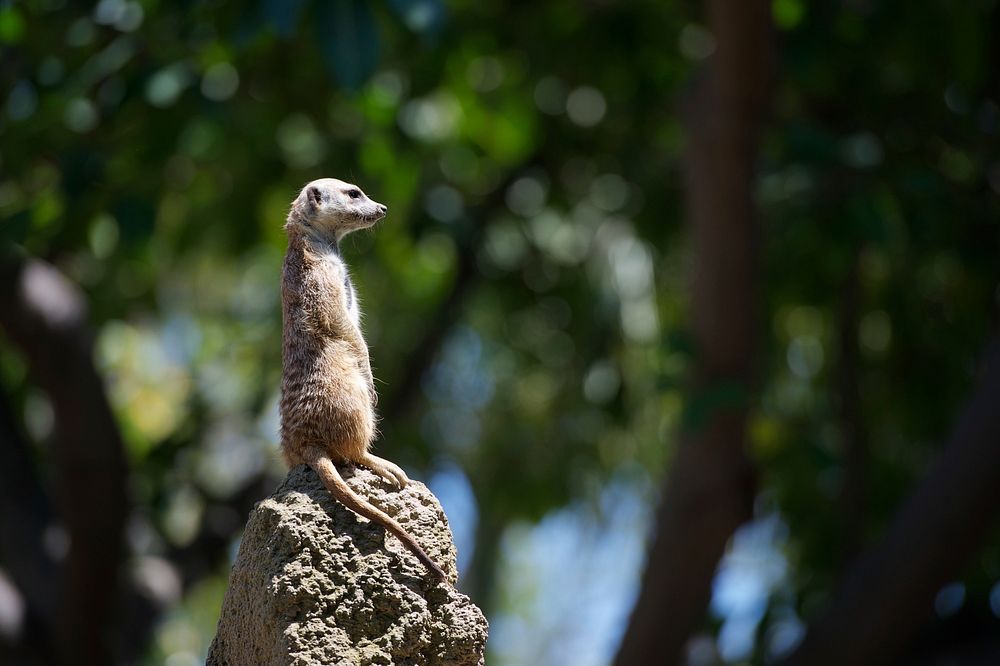 Meerkat looking ahead while on top of a rocky structure. Original public domain image from Wikimedia Commons