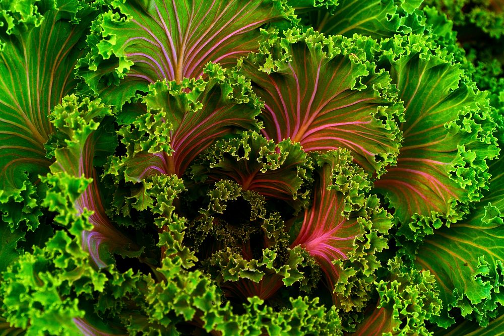 Kale vegetable, healthy food background. Original public domain image from Wikimedia Commons