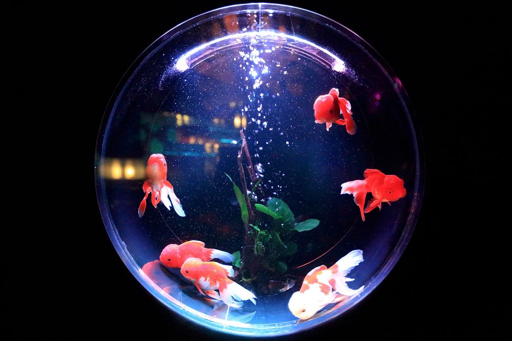 Goldfish in a small aquarium. Original public domain image from Wikimedia Commons