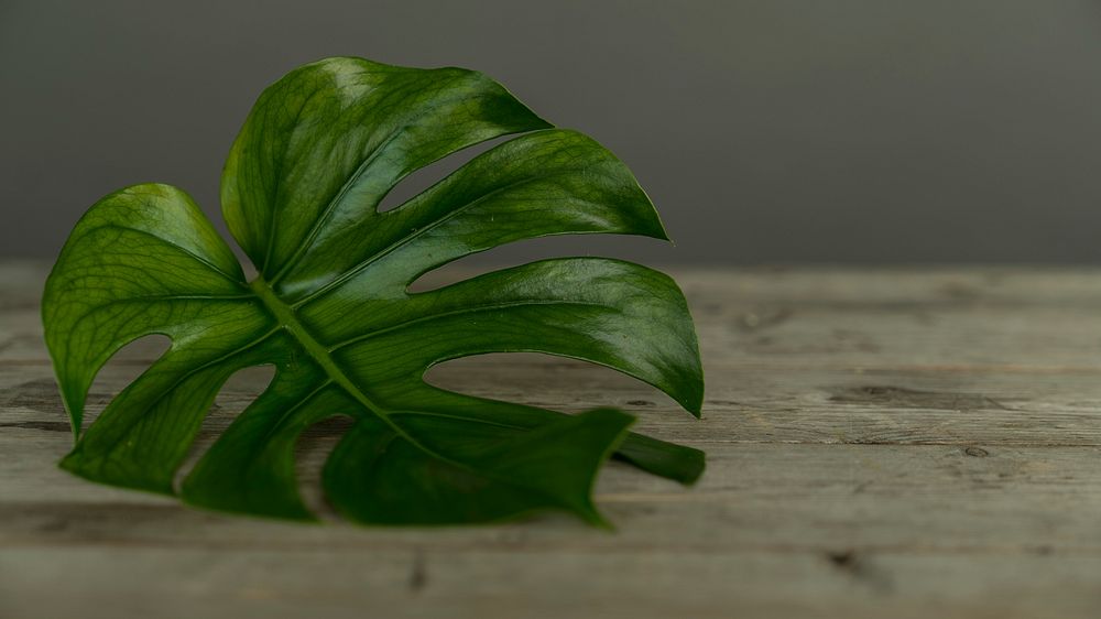 Single green leaf on a wooden table. Original public domain image from Wikimedia Commons