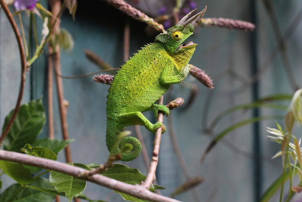Green chameleon opens its mouth to catch a bug. Original public domain image from Wikimedia Commons