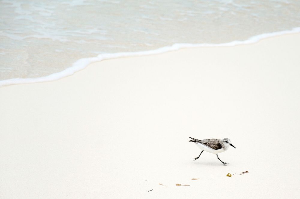 Bird on white sand beach. Original public domain image from Wikimedia Commons