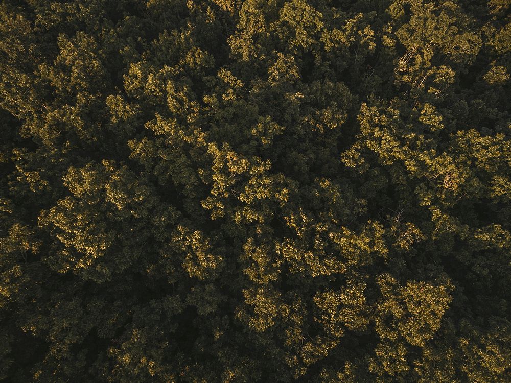 A drone shot of sunlit treetops in a forest in Arkansas. Original public domain image from Wikimedia Commons