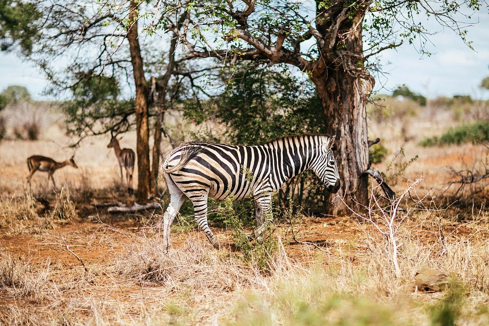 Zebra is standing at the field. Original public domain image from Wikimedia Commons