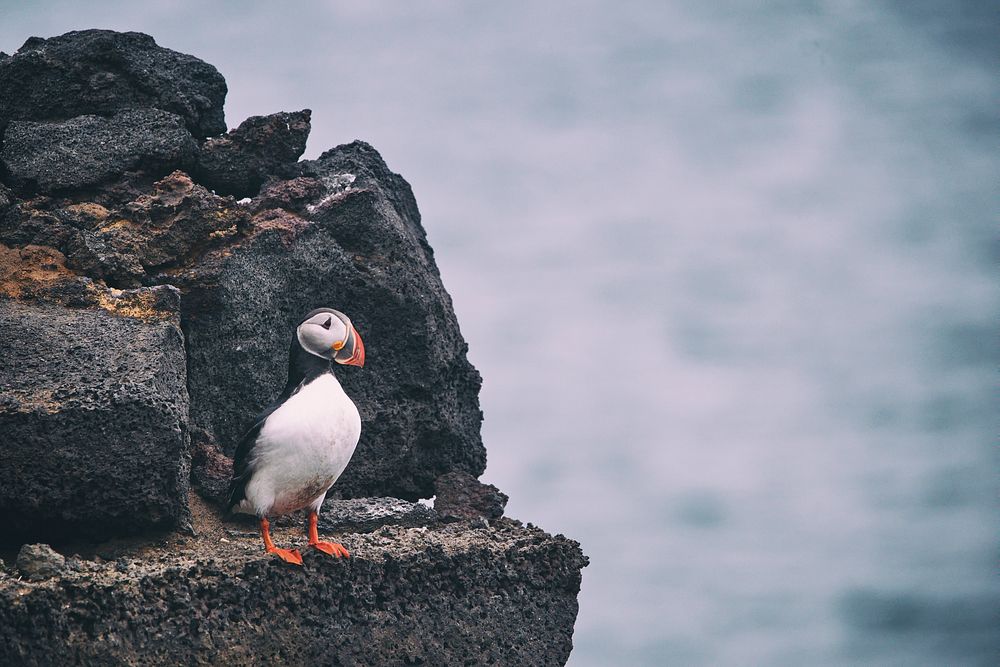 Puffin is standing on the rock. Original public domain image from Wikimedia Commons
