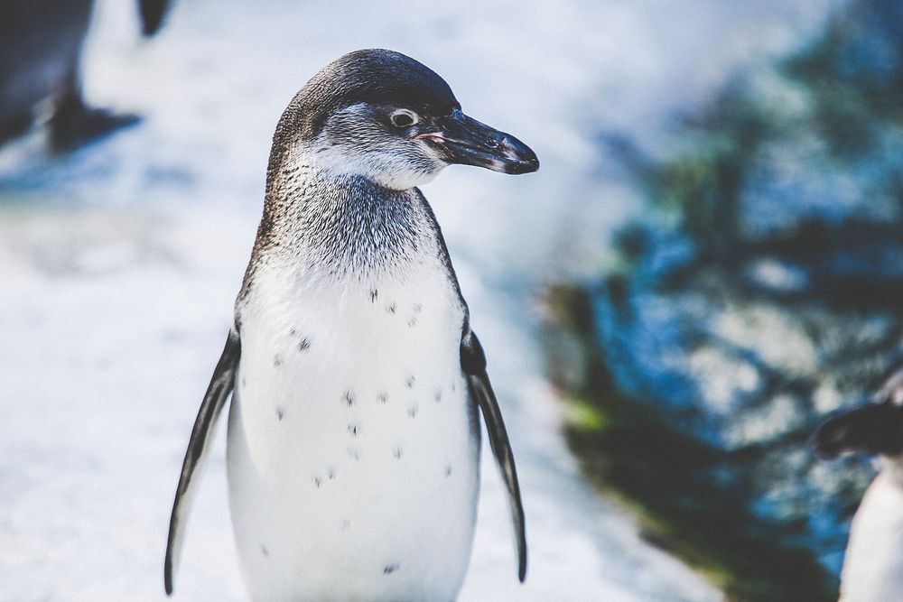 Penguin turning head sideways in an artic environment. Original public domain image from Wikimedia Commons