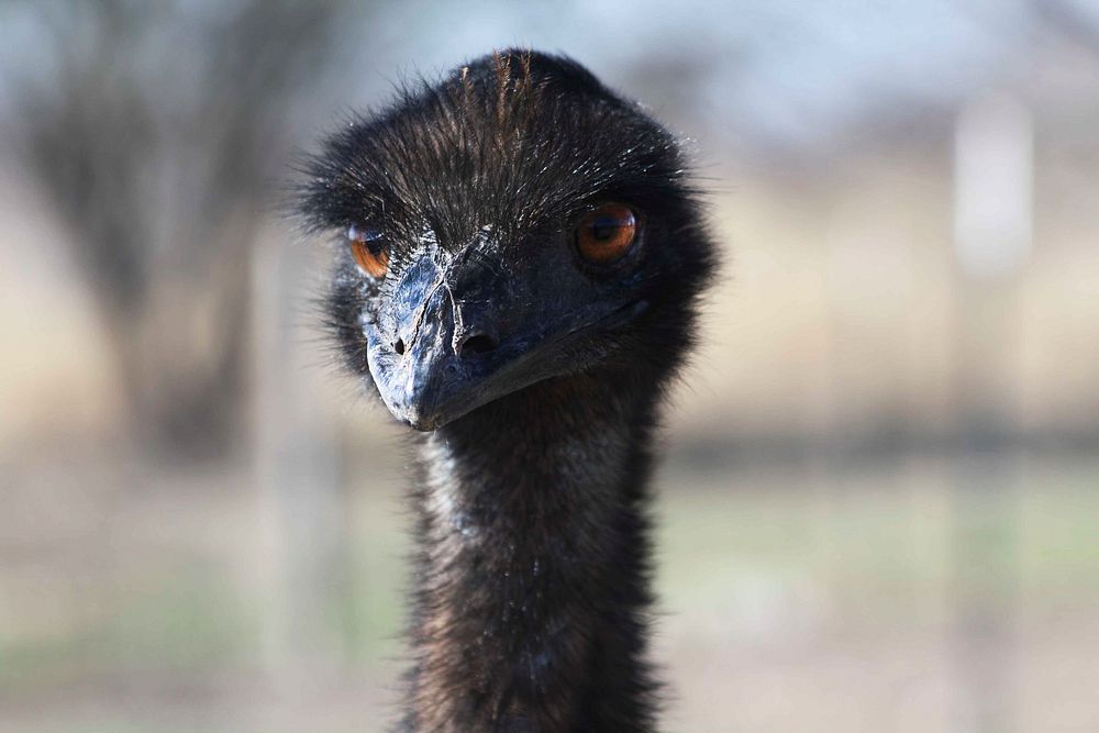 Macro of a black ostrich with orange eyes. Original public domain image from Wikimedia Commons