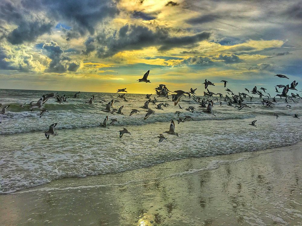 convey of birds are flying duing sunset at the beach. Original public domain image from Wikimedia Commons