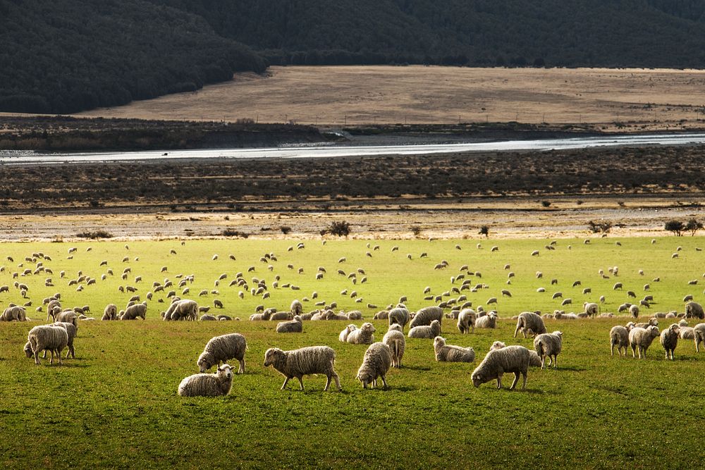 A field of dozens of sheep grazing and walking around on green grass beside a highway curring through a desert plain and a…