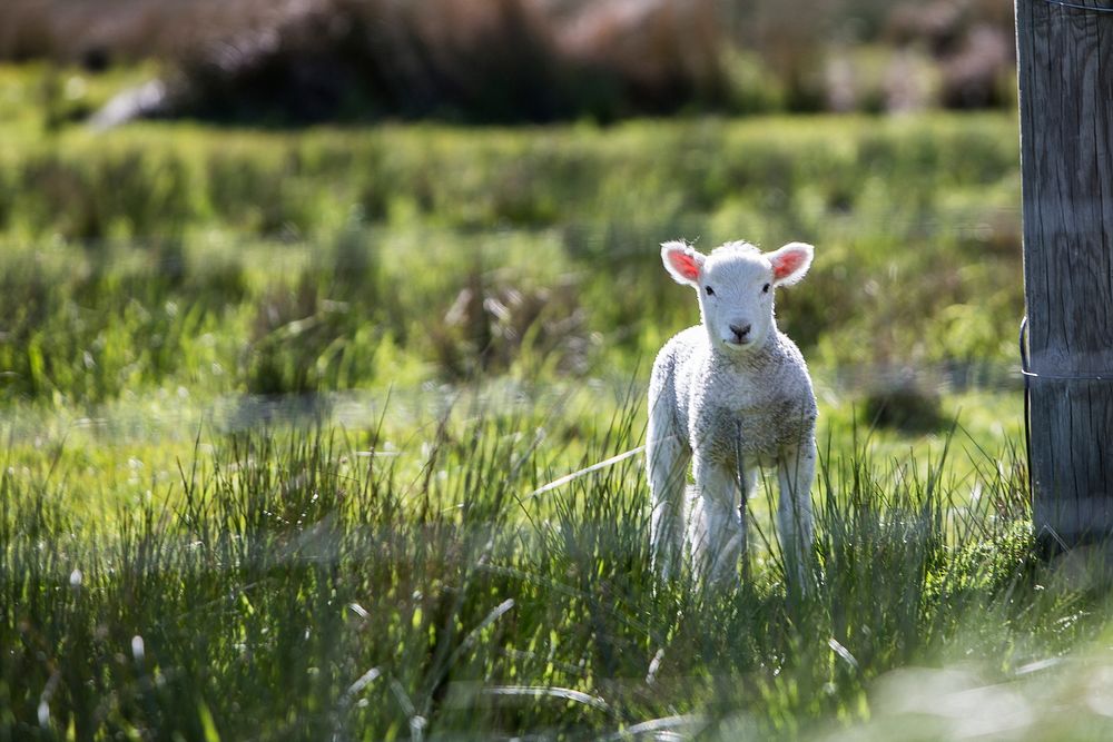 A baby lamb standing on a grassy area next to a wooden fence. Original public domain image from Wikimedia Commons