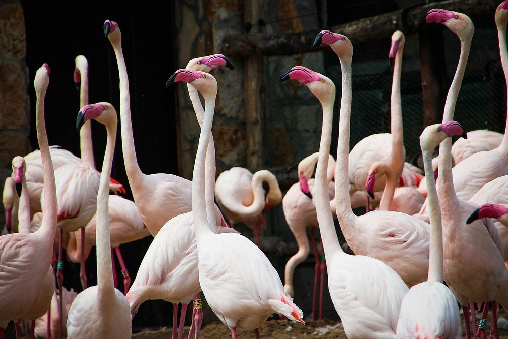 Group of flamingo at Budapest Zoo and Botanical Garden, Budapest, Hungary. Original public domain image from Wikimedia…