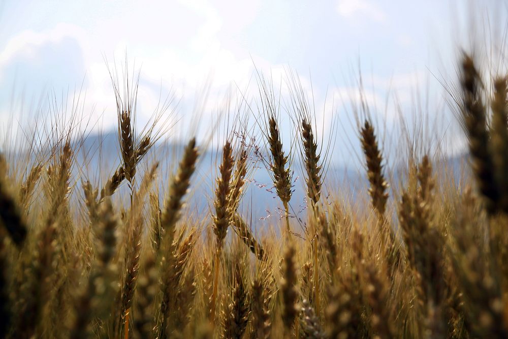 Wheat field, nature background. Original public domain image from Wikimedia Commons