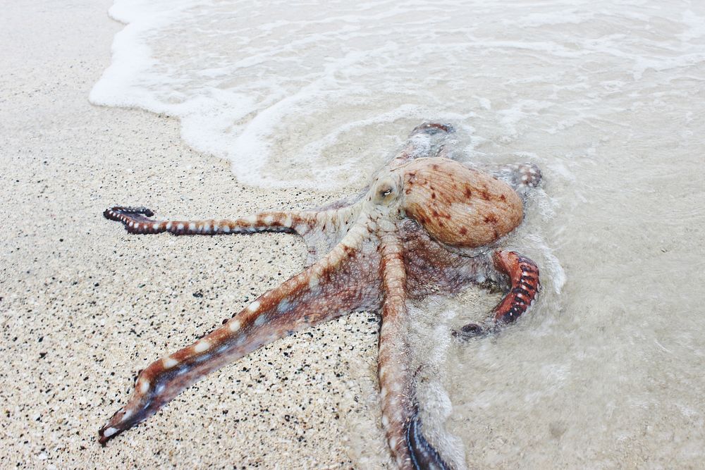 Octopus washed up on the sand beach. Original public domain image from Wikimedia Commons