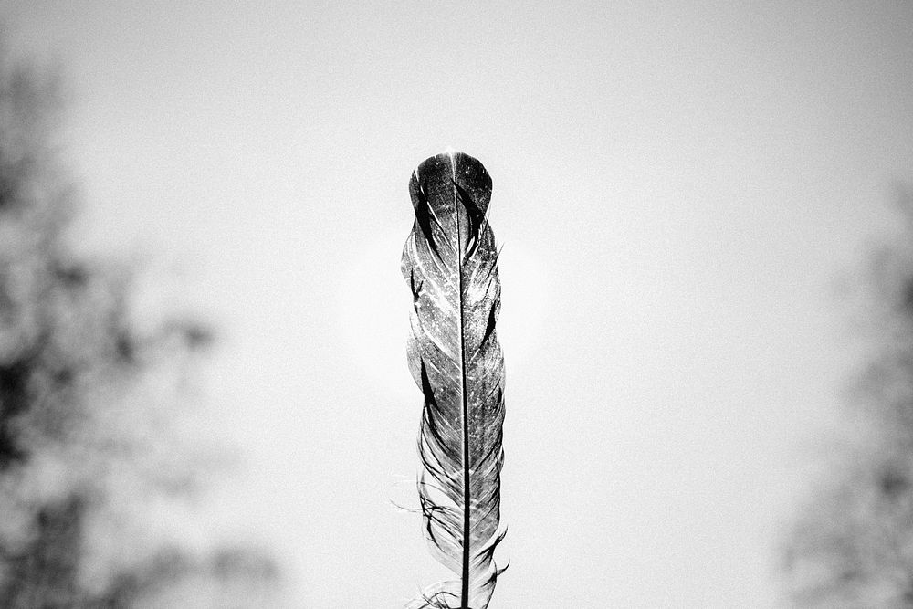 A black-and-white shot of a feather. Original public domain image from Wikimedia Commons
