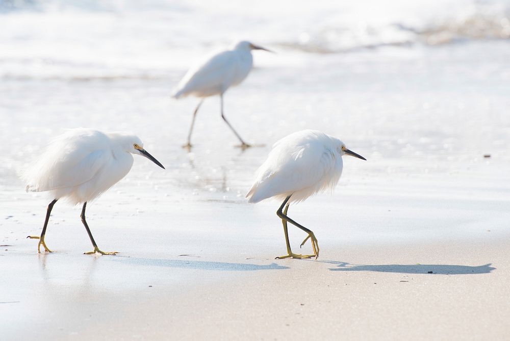 White snowy egrets walking on the sand beach. Original public domain image from Wikimedia Commons