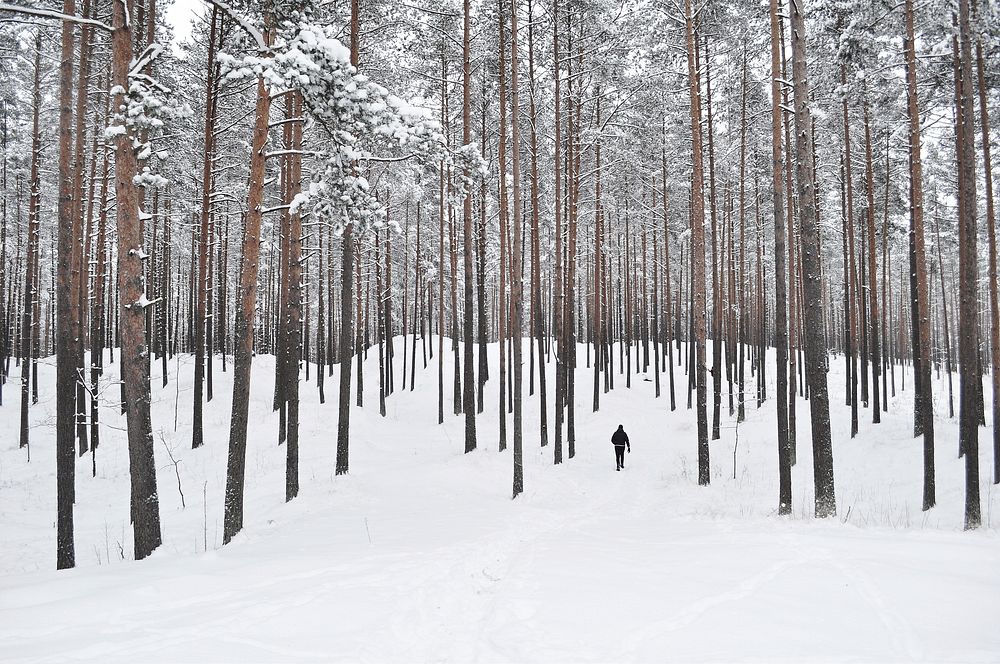 Winter forest, nature background. Original public domain image from Wikimedia Commons