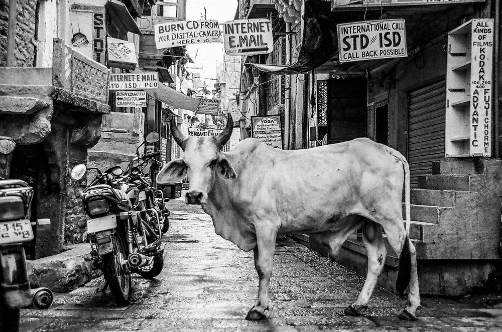 Black and white shot of cow in alley with signs and motorbike. Original public domain image from Wikimedia Commons