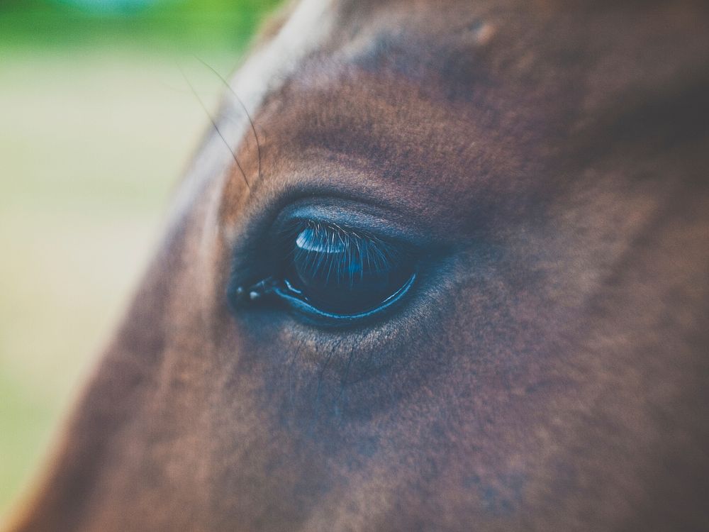 A close-up of a brown horse's eye. Original public domain image from Wikimedia Commons