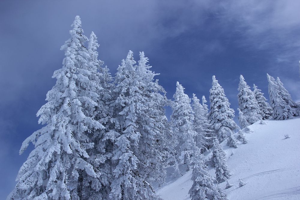 White fir trees in the snow going up a hill with a soft blue background. Original public domain image from Wikimedia Commons
